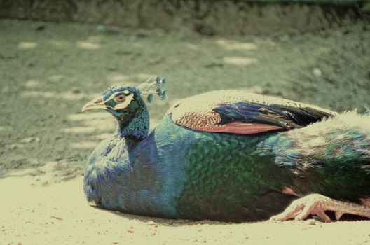 Blue color picock in the field