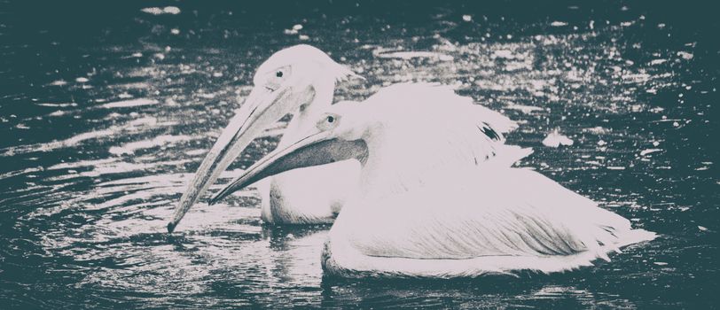 Portrait of Photo of beautiful white swan in the lake