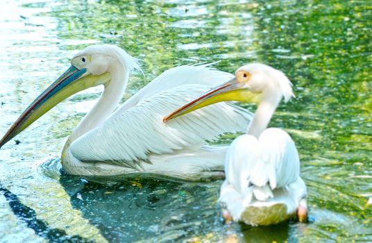 Portrait of Photo of beautiful white swan in the lake