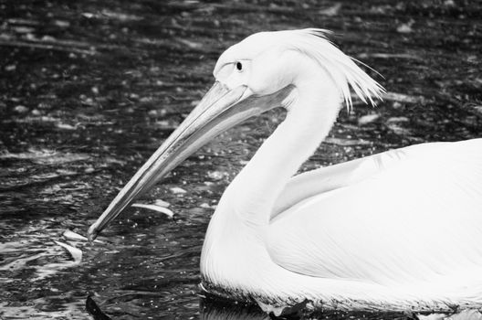 Portrait of Photo of beautiful white swan in the lake