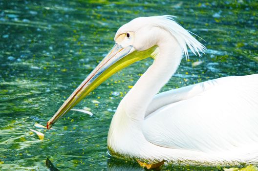 Portrait of Photo of beautiful white swan in the lake