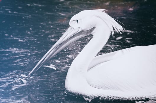 Portrait of Photo of beautiful white swan in the lake