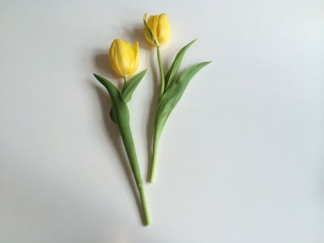 Two yellow tulips on white