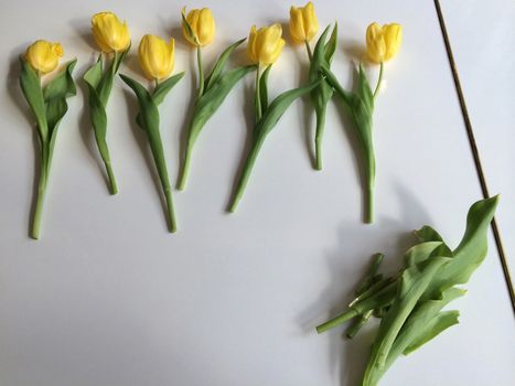 Row of yellow tulips on white
