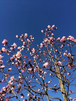 Pink magnolia tree against clear blue sky