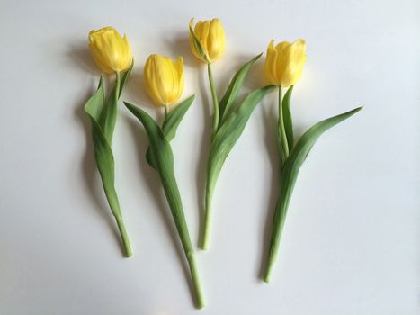 Row of yellow tulips on white