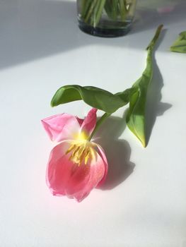 Pink and yellow tulip on white