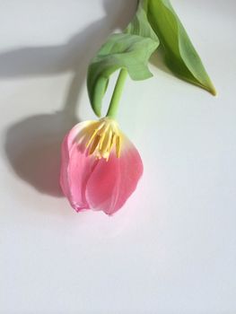 Pink and yellow tulip on white