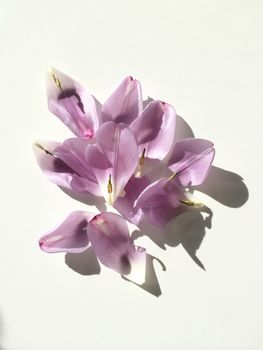 Purple tulip petals on white
