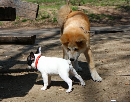 Puppies of Akita Inu and French bulldog in public park