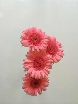 Bouquet of pink daisies close up
