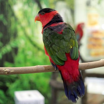 closeup of beautiful eclectus parrot