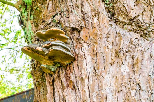 The Tinder lat. Fomes fomentarius belongs to the family of fungal Stielporlingsverwandten lat. Polyporus. The fungus infects mainly sick and weakened deciduous trees.