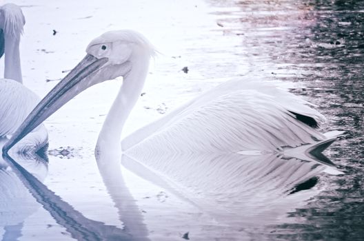 Portrait photo of beautiful white swan in the lake