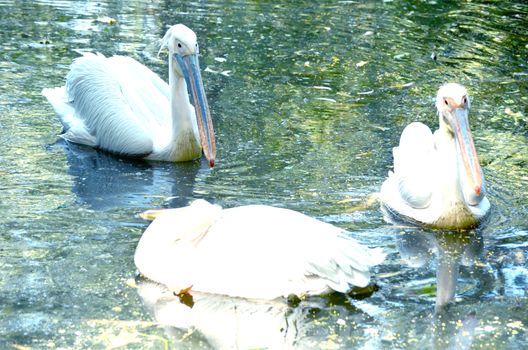 Portrait photo of beautiful white swan in the lake