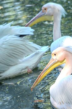 Portrait photo of beautiful white swan in the lake