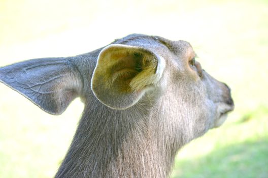 Close up portrait of deer In The Meadow