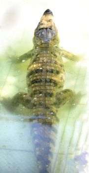 Nile Crocodile very closeup image capture.