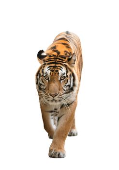 male bengal tiger isolated  on white background