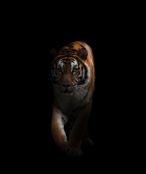 bengal tiger is on the prowl in the dark