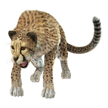 3D digital render of a big cat cheetah isolated on white background