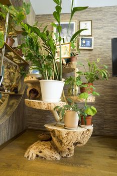 Decorative stand of birch snags in the apartment.