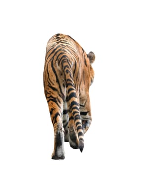 male bengal tiger isolated  on white background