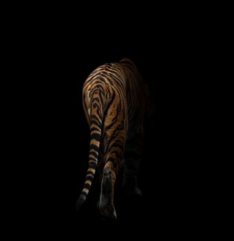 bengal tiger is on the prowl in the dark