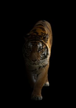 bengal tiger is on the prowl in the dark