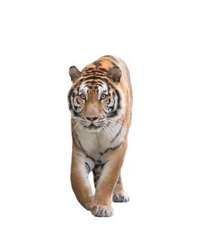 male bengal tiger isolated  on white background