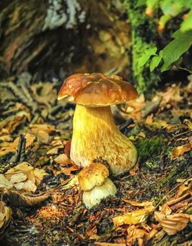 Two mushrooms bolete, fungus in the woods
