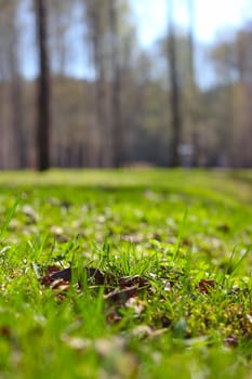 Spring park at sunny day, close-up view of ground