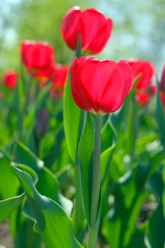 Red tulips in the garden close up view