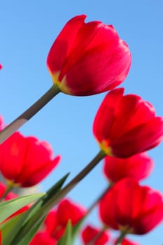 Red tulips in the garden over blue sky background