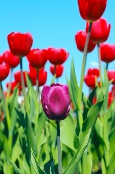 Red tulips in the garden close up view