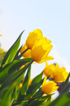 Yellow tulips in the garden over blue sky background