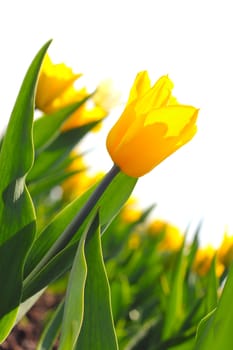 Yellow tulips isolated on white background close up view