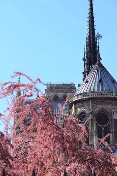 Cathedral Notre Dame de Paris on Cite island in Paris, France