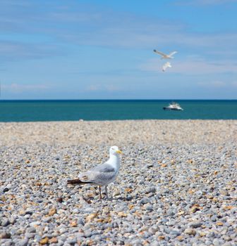 Seagulls flying over pebble beach in Normandy, France