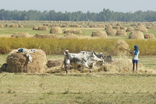 GONDAR, ETHIOPIA - NOVEMBER 26, 2014: People working with animals on a field on November 26, 2014 in Ethiopia, Africa                   