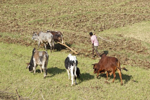 GONDAR, ETHIOPIA - NOVEMBER 26, 2014: Man working with animals on a field on November 26, 2014 in Ethiopia, Africa