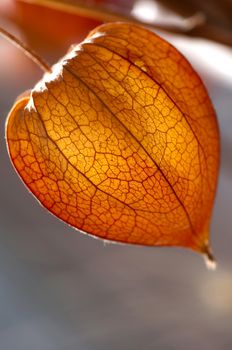 Dried Physalis lantern (cape gooseberry) close up