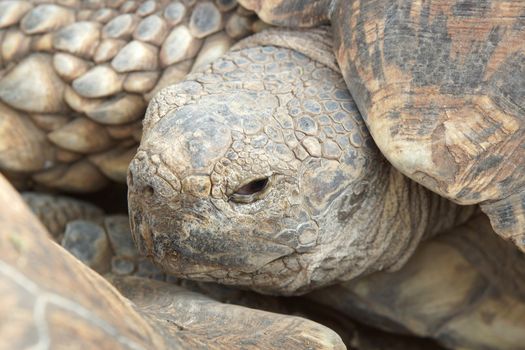 Portrait of a Leopard Tortoise, Ethiopia, Africa