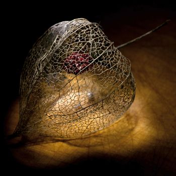 Skeleton of dried Physalis lantern (cape gooseberry) close up, light brush
