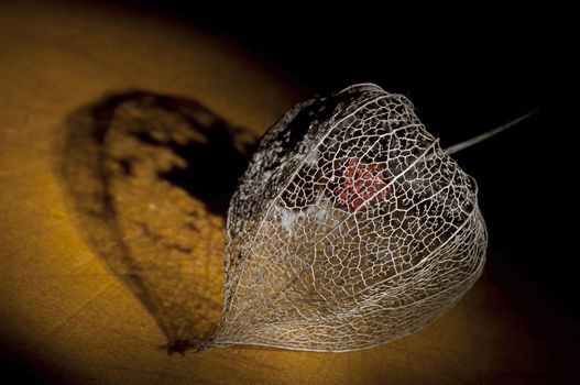 Skeleton of dried Physalis lantern (cape gooseberry) close up, light brush