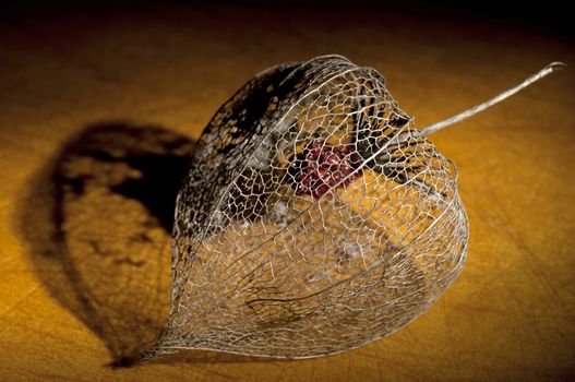 Skeleton of dried Physalis lantern (cape gooseberry) close up, light brush