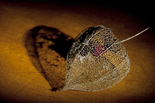 Skeleton of dried Physalis lantern (cape gooseberry) close up, light brush