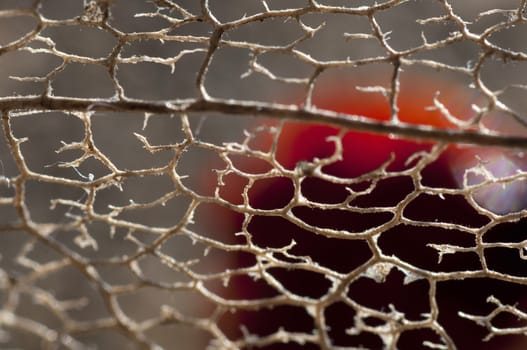 Grid of dried physalis lantern close up