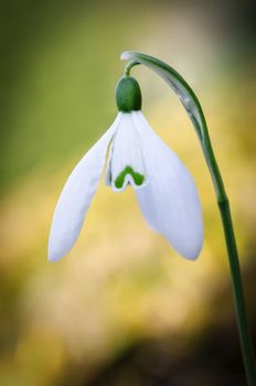 Early spring Snowdrop flower