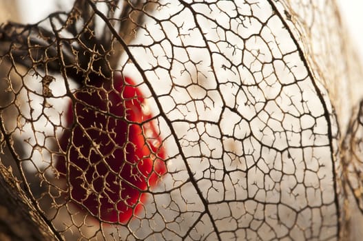 Grid of dried Physalis lantern close up